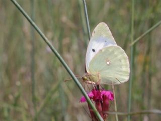 Anadolu Azameti (Colias aurorina)