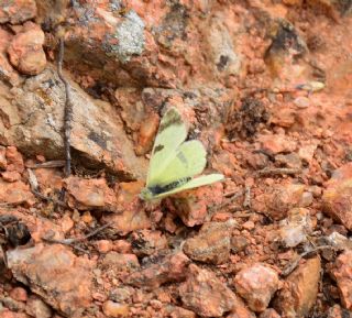 Dou Elfinstonyas (Euchloe penia)