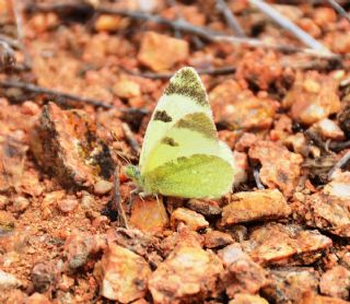 Dou Elfinstonyas (Euchloe penia)