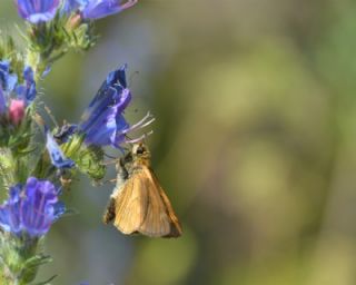 Orman Zpzp (Ochlodes sylvanus)