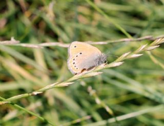 Rus Zpzp Perisi (Coenonympha leander)