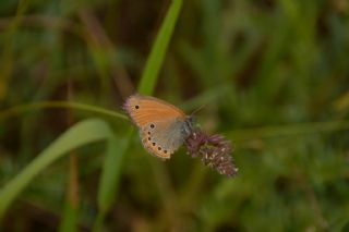 Rus Zpzp Perisi (Coenonympha leander)
