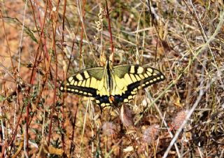 Krlangkuyruk (Papilio machaon)