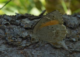 Kaya Esmeri (Kirinia clymene)