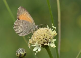 Kaya Esmeri (Kirinia clymene)