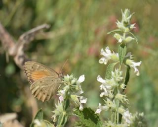 Kaya Esmeri (Kirinia clymene)