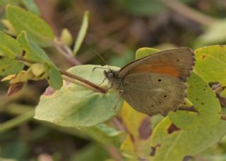 Kaya Esmeri (Kirinia clymene)