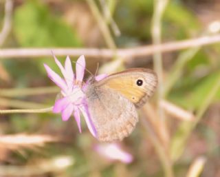 Kk Esmerperi (Hyponephele lycaon)