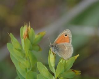 Kk Zpzp Perisi (Coenonympha pamphilus)