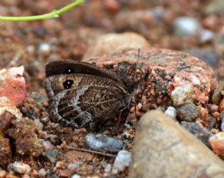 Beyaz Damarl� Pirireis&nbsp;(Satyrus&nbsp;amasinus)