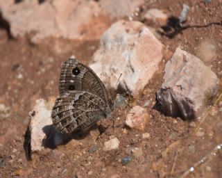 Beyaz Damarl Pirireis (Satyrus amasinus)