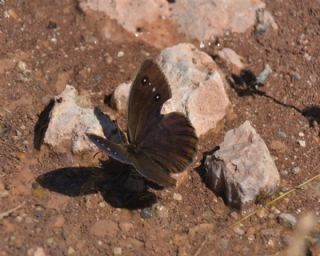 Beyaz Damarl Pirireis (Satyrus amasinus)