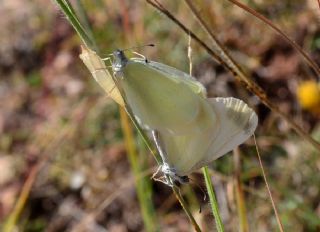 Narin Orman Beyaz (Leptidea sinapis)