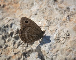 Beyaz Damarl Pirireis (Satyrus amasinus)