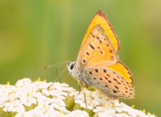 Alev Ategzeli (Lycaena kefersteinii)