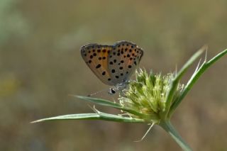 Alev Ategzeli (Lycaena kefersteinii)