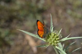 Alev Ategzeli (Lycaena kefersteinii)