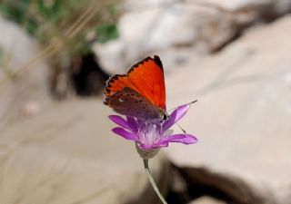 Da Atei (Lycaena thetis)