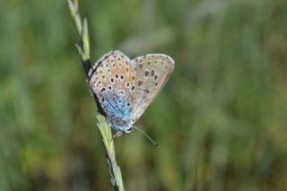 Byk Korubeni (Phengaris arion)