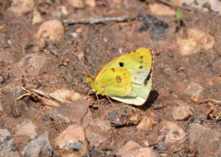 Gzel Azamet (Colias alfacariensis)