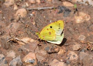 Gzel Azamet (Colias sareptensis)