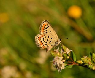 Beyaz Damarl Pirireis (Satyrus amasinus)