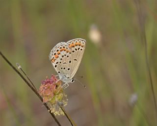 Do�ulu Esmerg�z&nbsp;(Plebejus&nbsp;carmon)