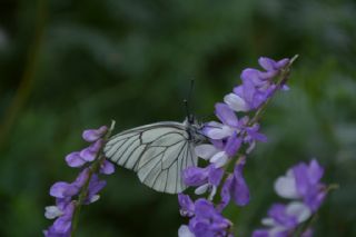 Al Beyaz (Aporia crataegi)