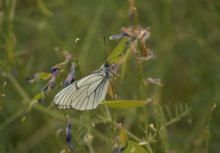 Al Beyaz (Aporia crataegi)