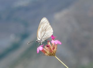 Zmrt (Callophrys rubi)