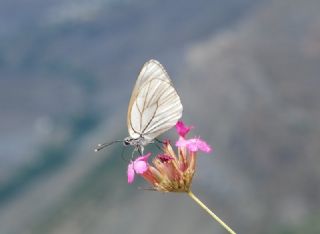 okgzl Rus Mavisi (Polyommatus coelestina)