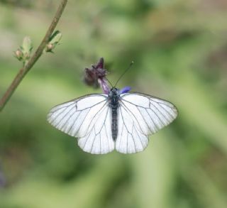 Al Beyaz (Aporia crataegi)