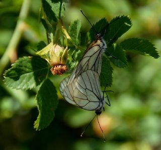 Al Beyaz (Aporia crataegi)