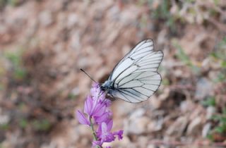 Al Beyaz (Aporia crataegi)