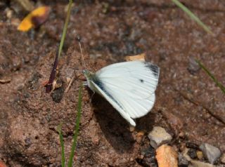 Kk Beyazmelek (Pieris rapae)