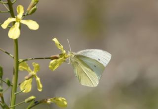 Kk Beyazmelek (Pieris rapae)