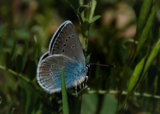 okgzl Rus Mavisi (Polyommatus coelestina)