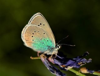 Çokgözlü Rus Mavisi (Polyommatus coelestina)