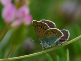 okgzl Rus Mavisi (Polyommatus coelestina)