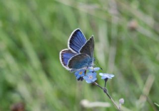 okgzl Rus Mavisi (Polyommatus coelestina)
