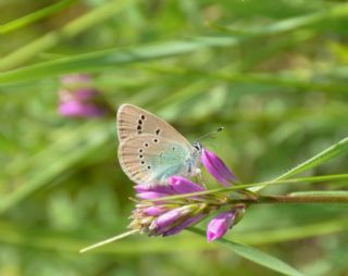 okgzl Rus Mavisi (Polyommatus coelestina)