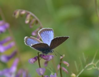 okgzl Rus Mavisi (Polyommatus coelestina)