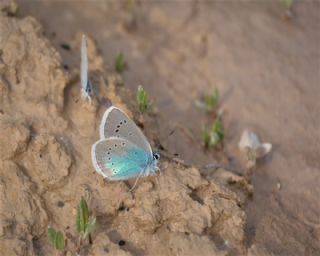 okgzl Rus Mavisi (Polyommatus coelestina)