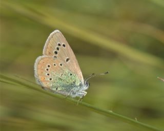 okgzl Rus Mavisi (Polyommatus coelestina)