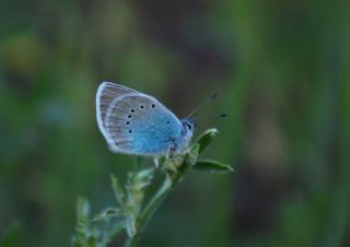 okgzl Rus Mavisi (Polyommatus coelestina)