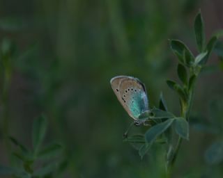 okgzl Rus Mavisi (Polyommatus coelestina)