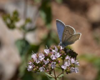 okgzl Kk Turan Mavisi (Polyommatus cornelius)