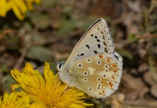 okgzl Yalanc illi Mavi (Polyommatus corydonius)