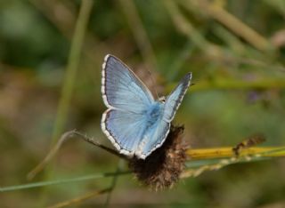 okgzl Yalanc illi Mavi (Polyommatus corydonius)
