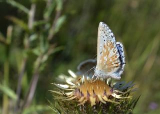 okgzl Yalanc illi Mavi (Polyommatus corydonius)